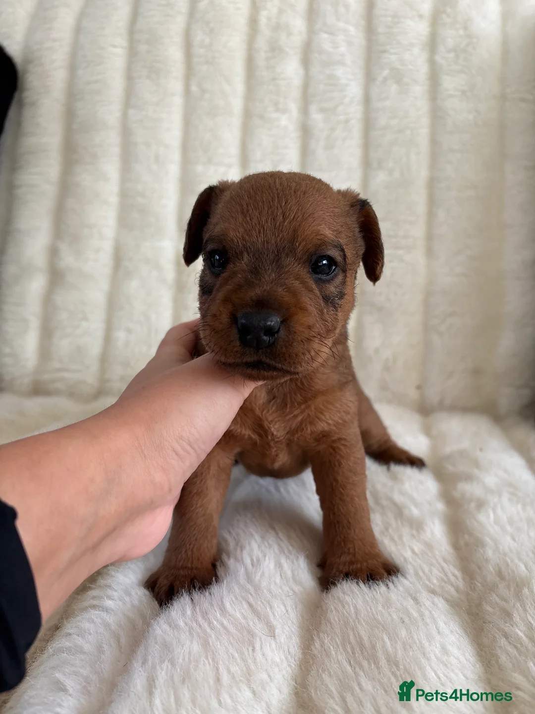Lakeland Terrier dogs for sale: Lakeland terrier pups  - Advert 10