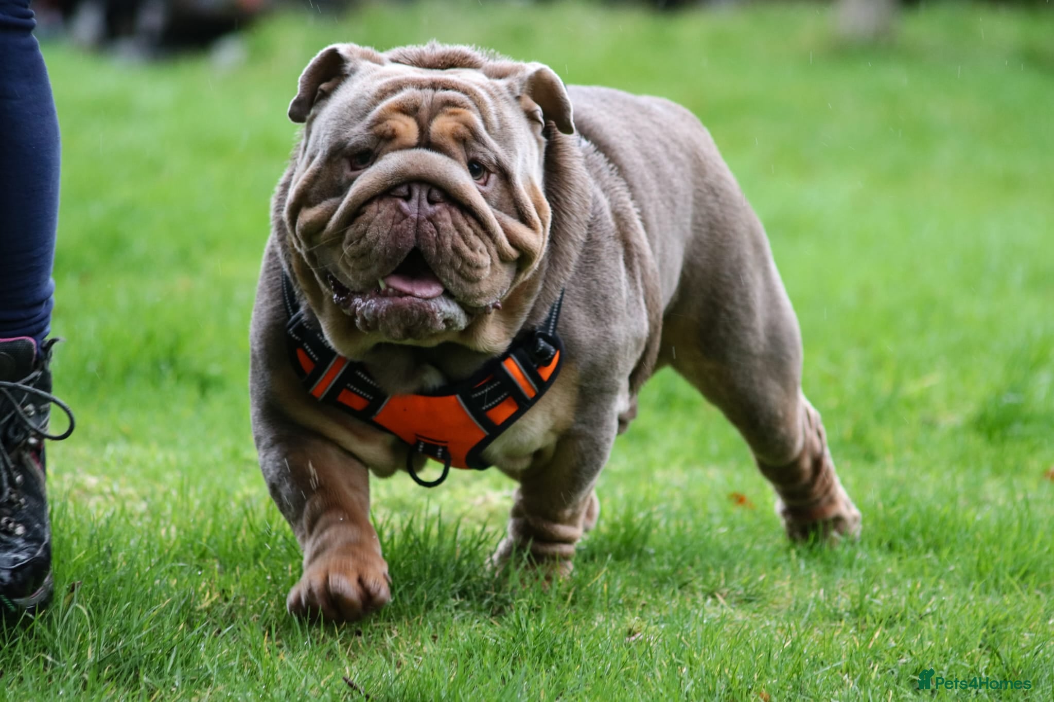 English Bulldog dogs Handsome, and now proven English Bulldog at stud - Advert 1