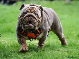 English Bulldog dogs Handsome, and now proven English Bulldog at stud - Advert 1