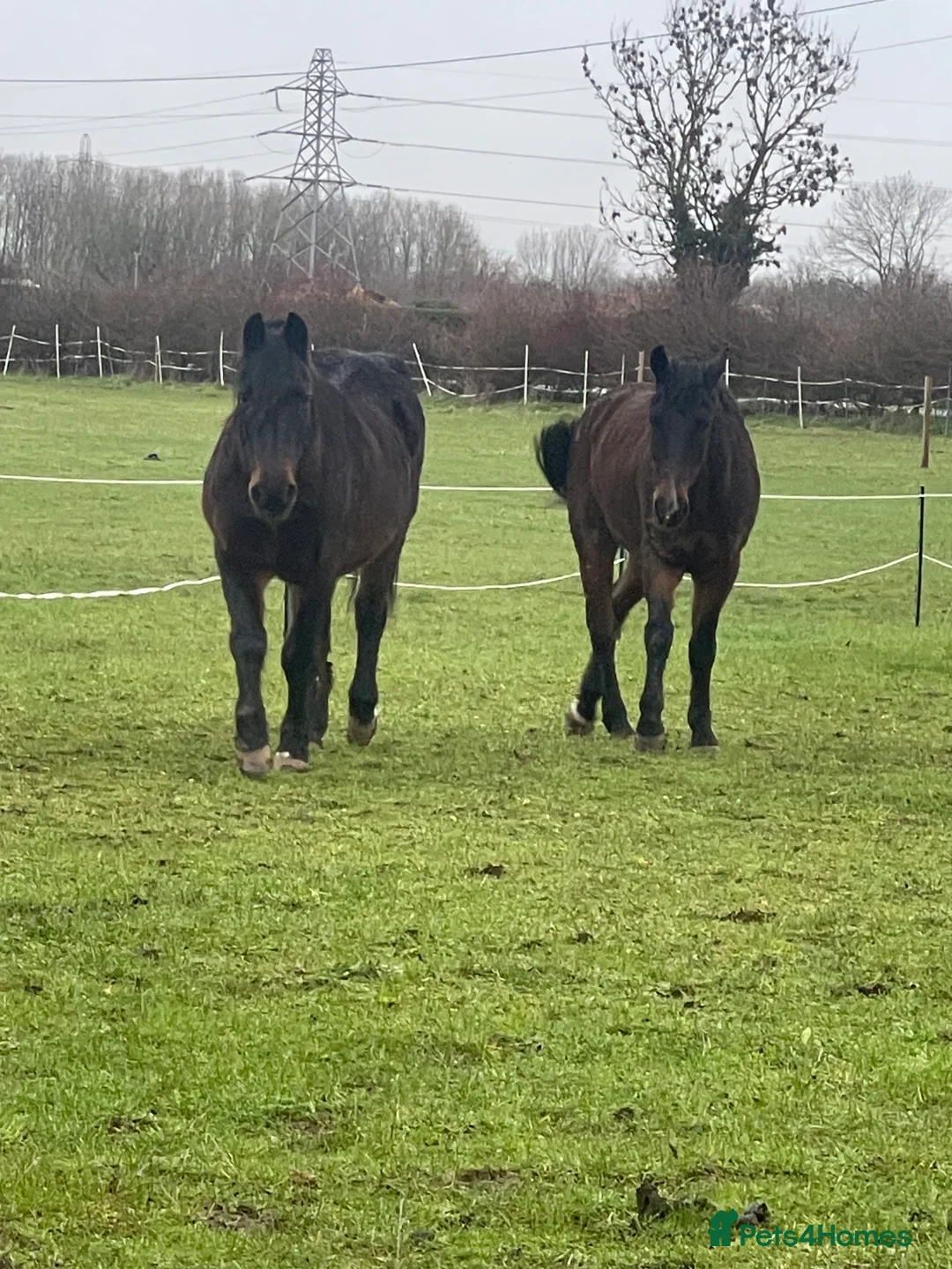 New Forest horses for sale: Miss L cherry  - Advert 2