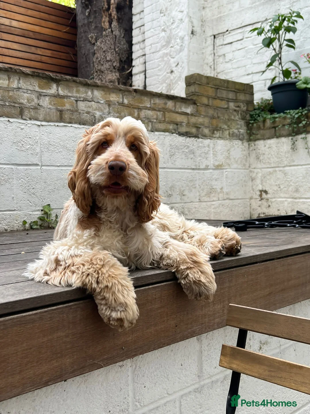 Cocker Spaniel dogs for stud: KC ‘Best Practice’ Health 🐾Show 🐾180+ pups born in Preston - Advert 26