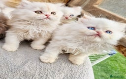 Persian cats for sale: BEAUTIFUL DOLL FACE FULL PERSIAN LONG HAIR KITTEN - Advert 4