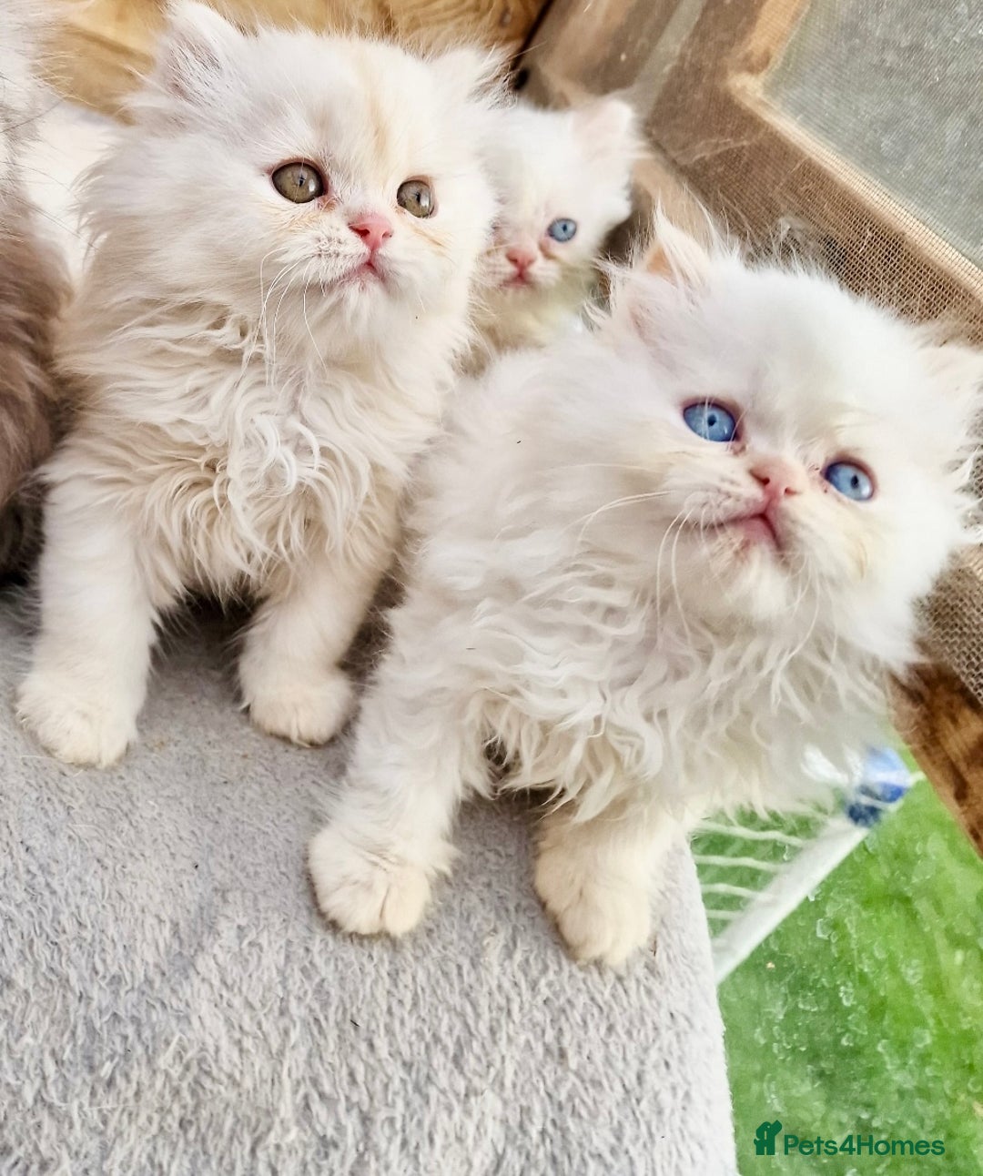 Persian cats for sale: BEAUTIFUL DOLL FACE FULL PERSIAN LONG HAIR KITTEN - Advert 4