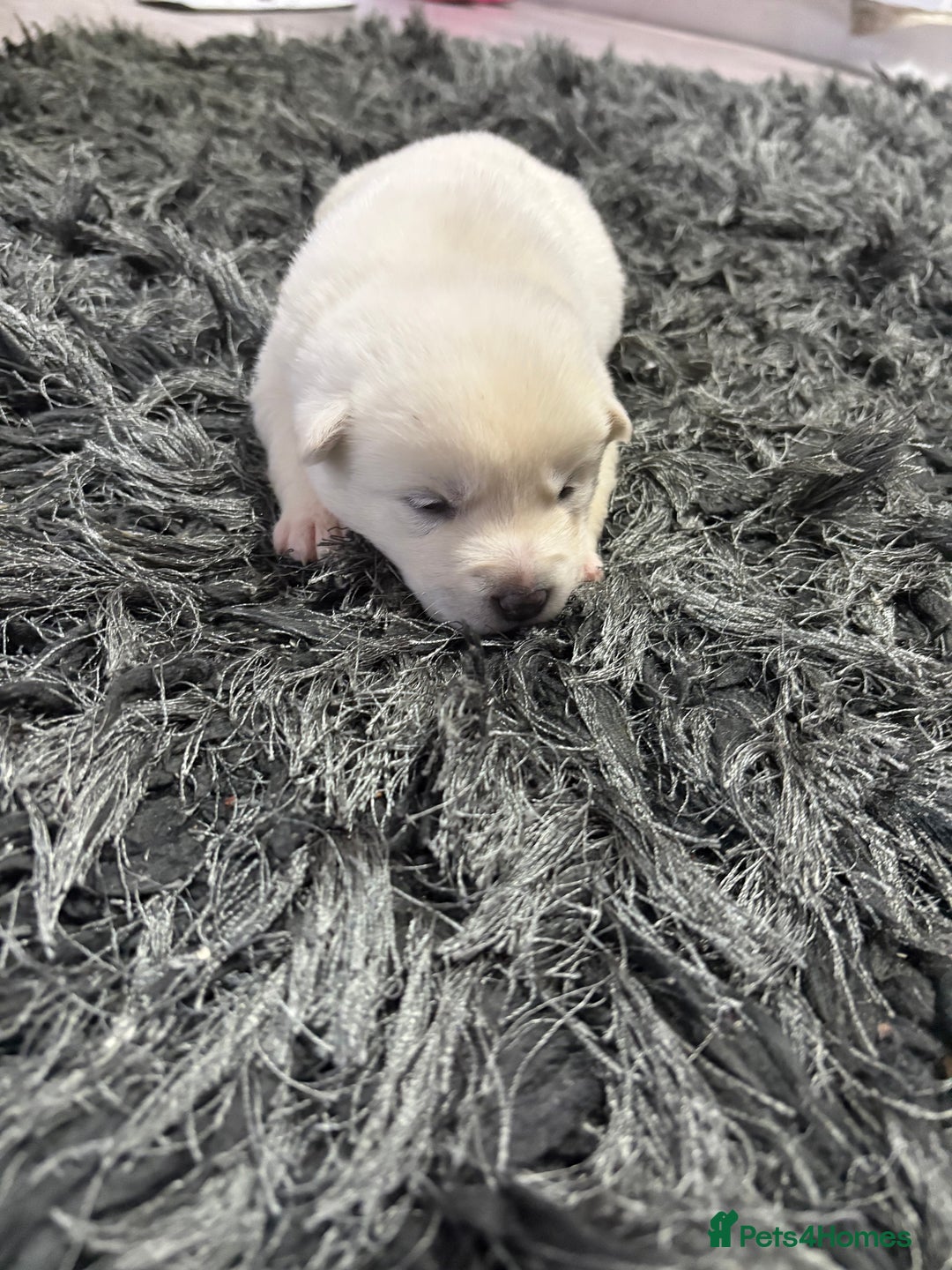 Huskita dogs for sale: american akuta X husky - Advert 19