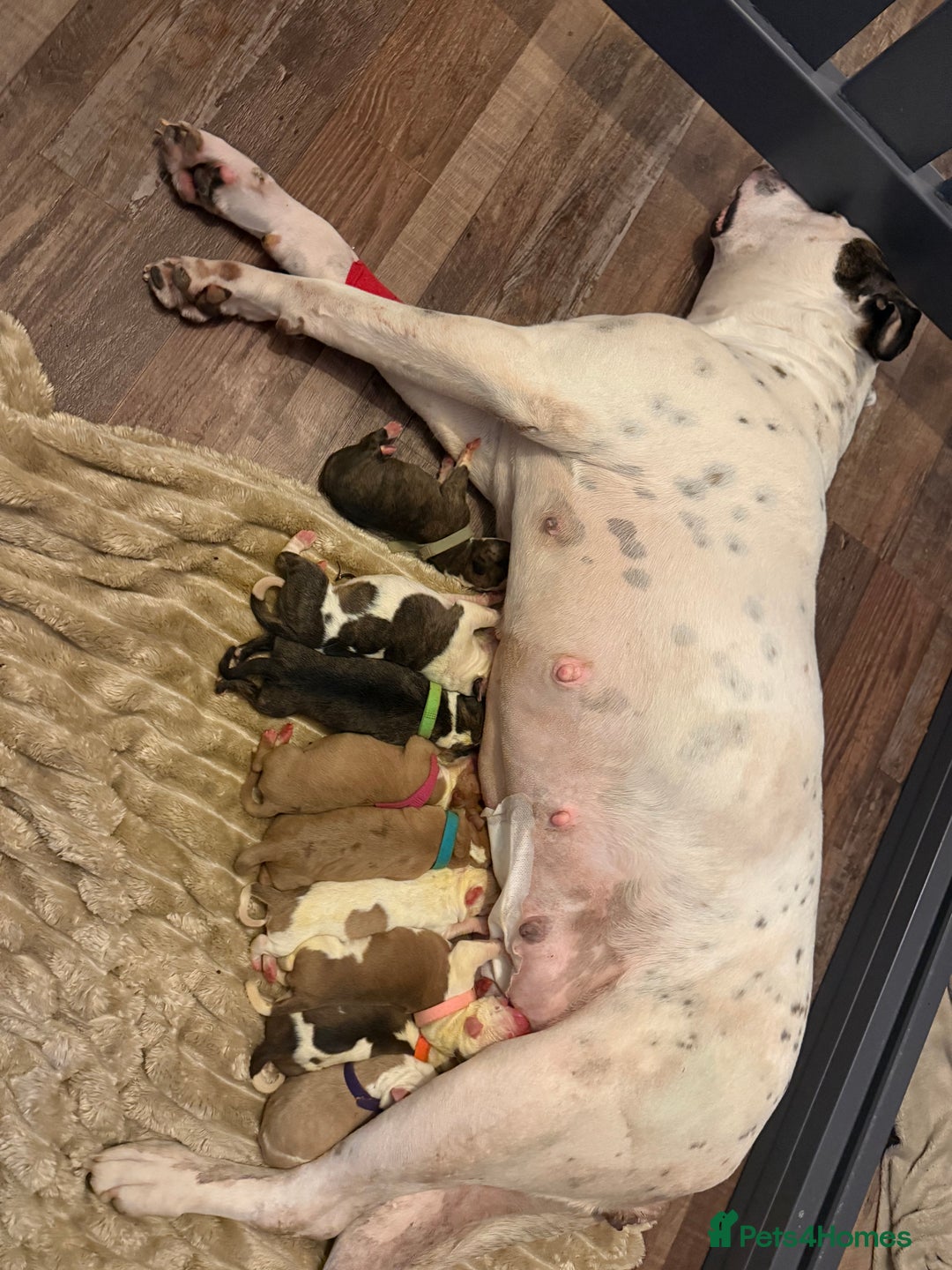 American Bulldog dogs for sale: Female American bulldog puppy - Image 2