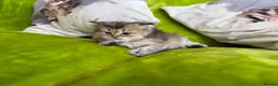 British Longhair cats for sale: British Longhair Kittens in London - Advert 23
