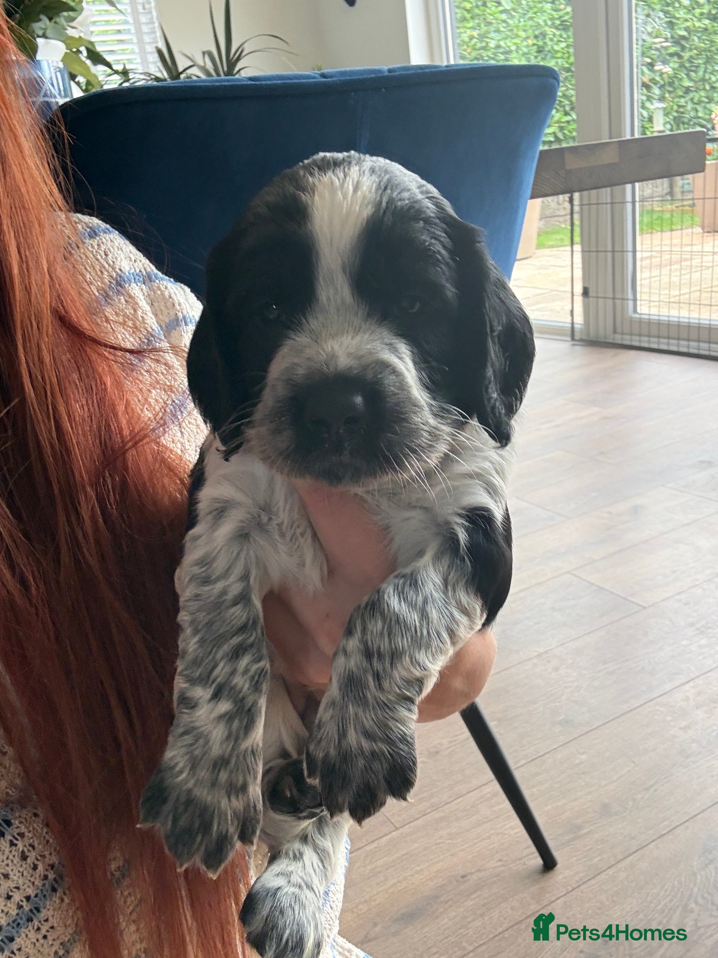 Sprocker dogs Working sproker spaniel pups  - Advert 2