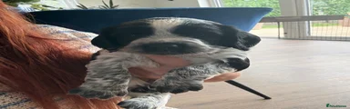 Blue & white roan 