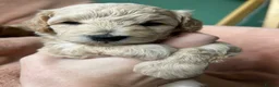 Maltipoo dogs for sale: Fully health tested confident happy maltipoo pups - Advert 22