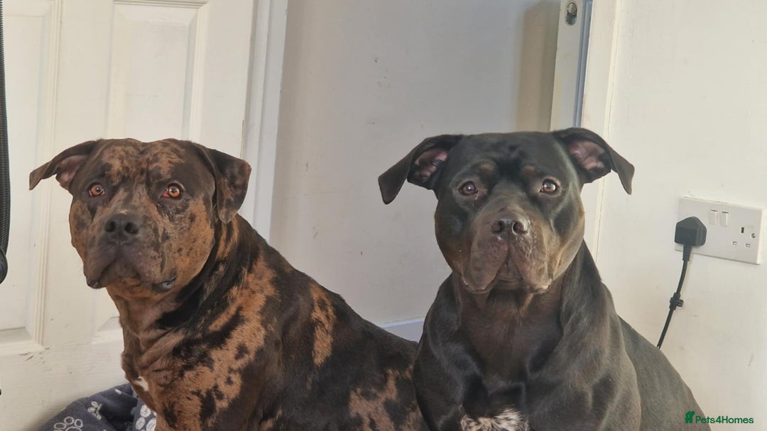 American Bulldog dogs for sale: Two loving dogs available due to medical issues - Advert 1