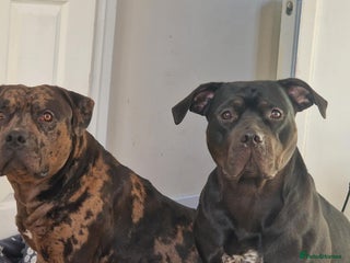 American Bulldog dogs Two loving dogs available due to medical issues - Advert 3