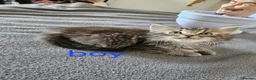 Mixed Breed cats for sale: Kittens  - Advert 8