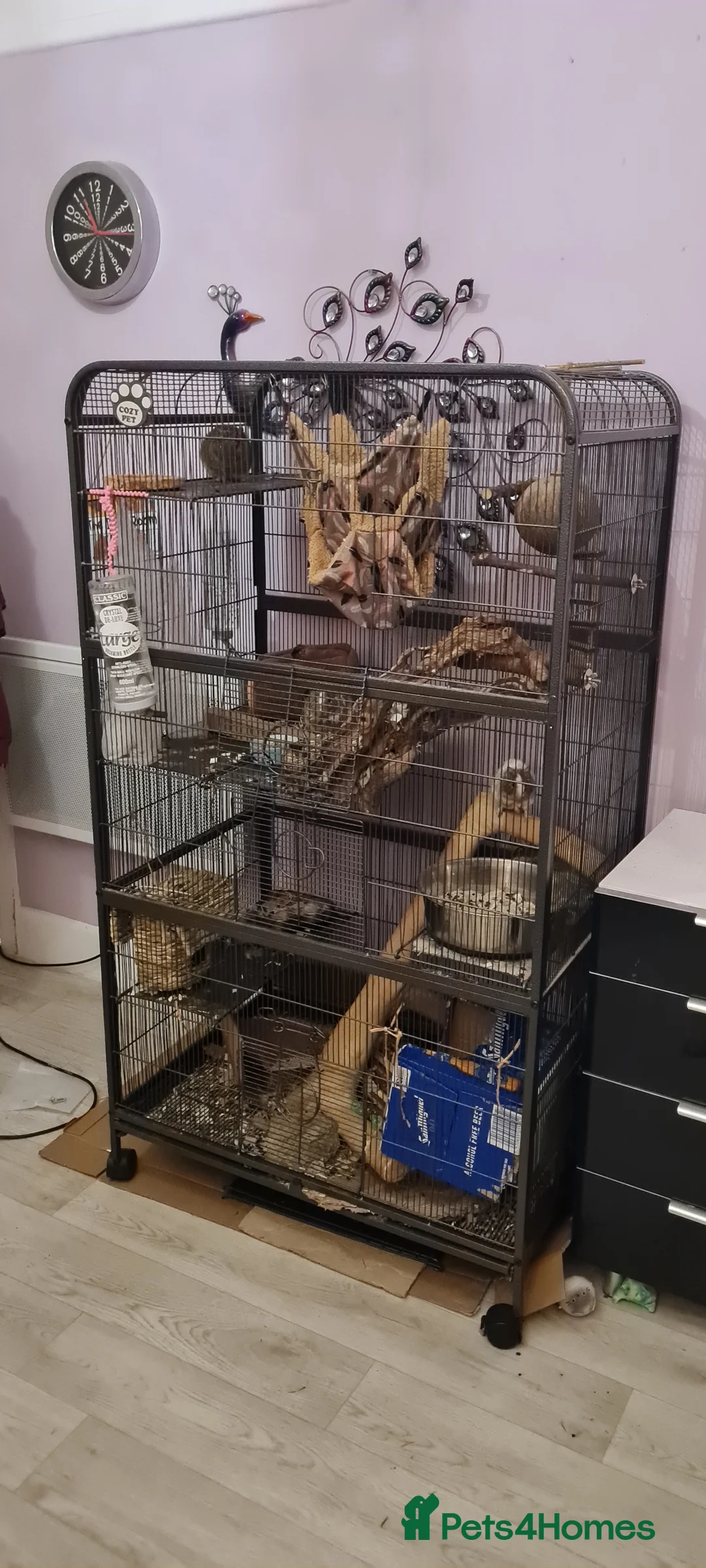 Degus rodents for sale: 3 young male Degus and whole cage set up for sale in Weymouth - Advert 2