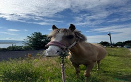 Welsh Section B horses for sale: Palomino Welsh B Non Ridden Companion/ InHand Pony - Image 8