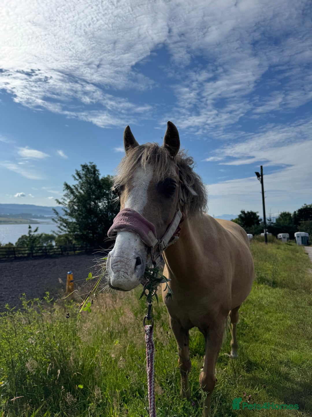 Welsh Section B horses for sale: Palomino Welsh B Non Ridden Companion/ InHand Pony - Image 8