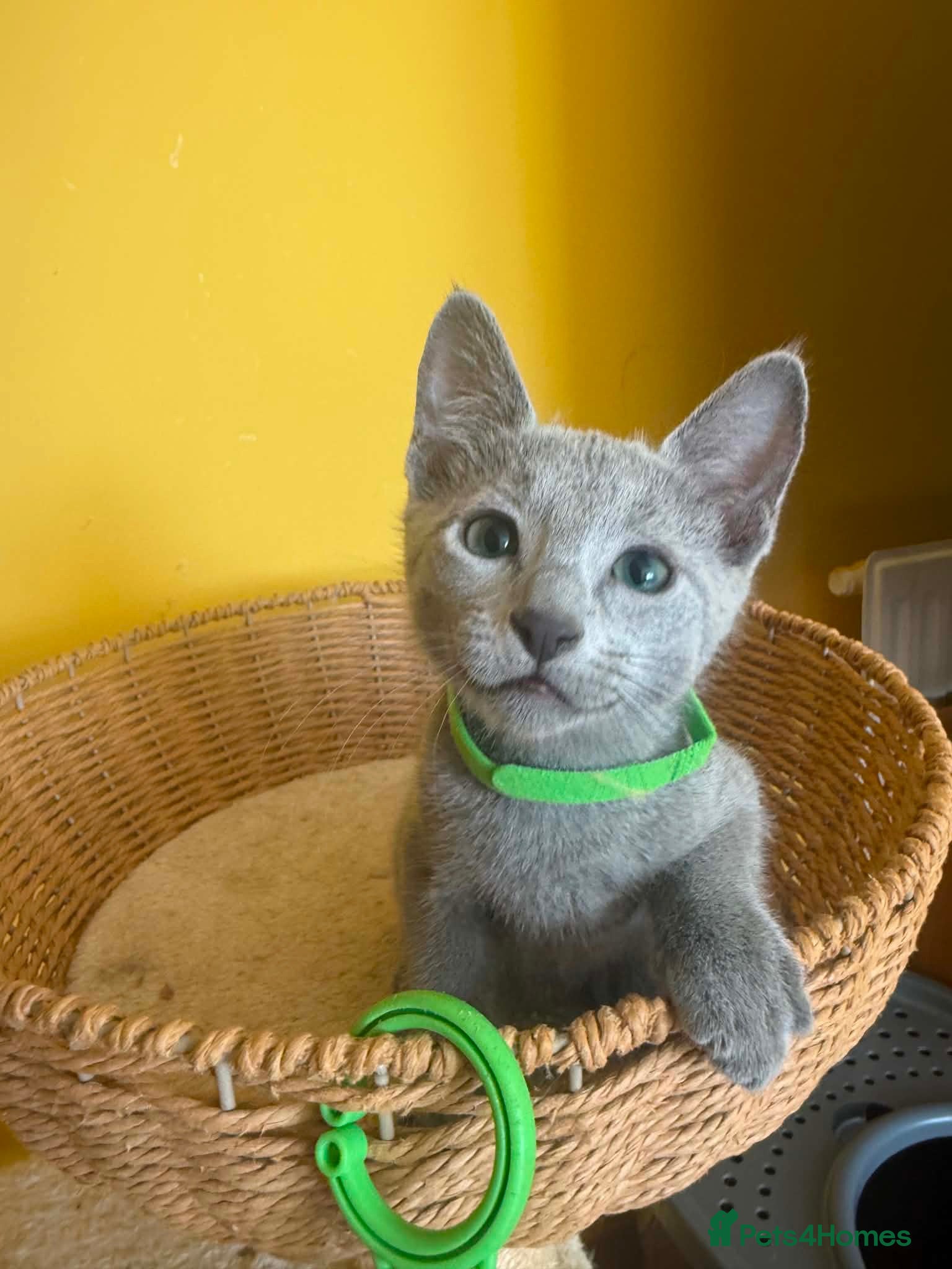 Russian Blue cats TICA REGISTERED Pure Breed Russian Blue Kittens - Advert 2