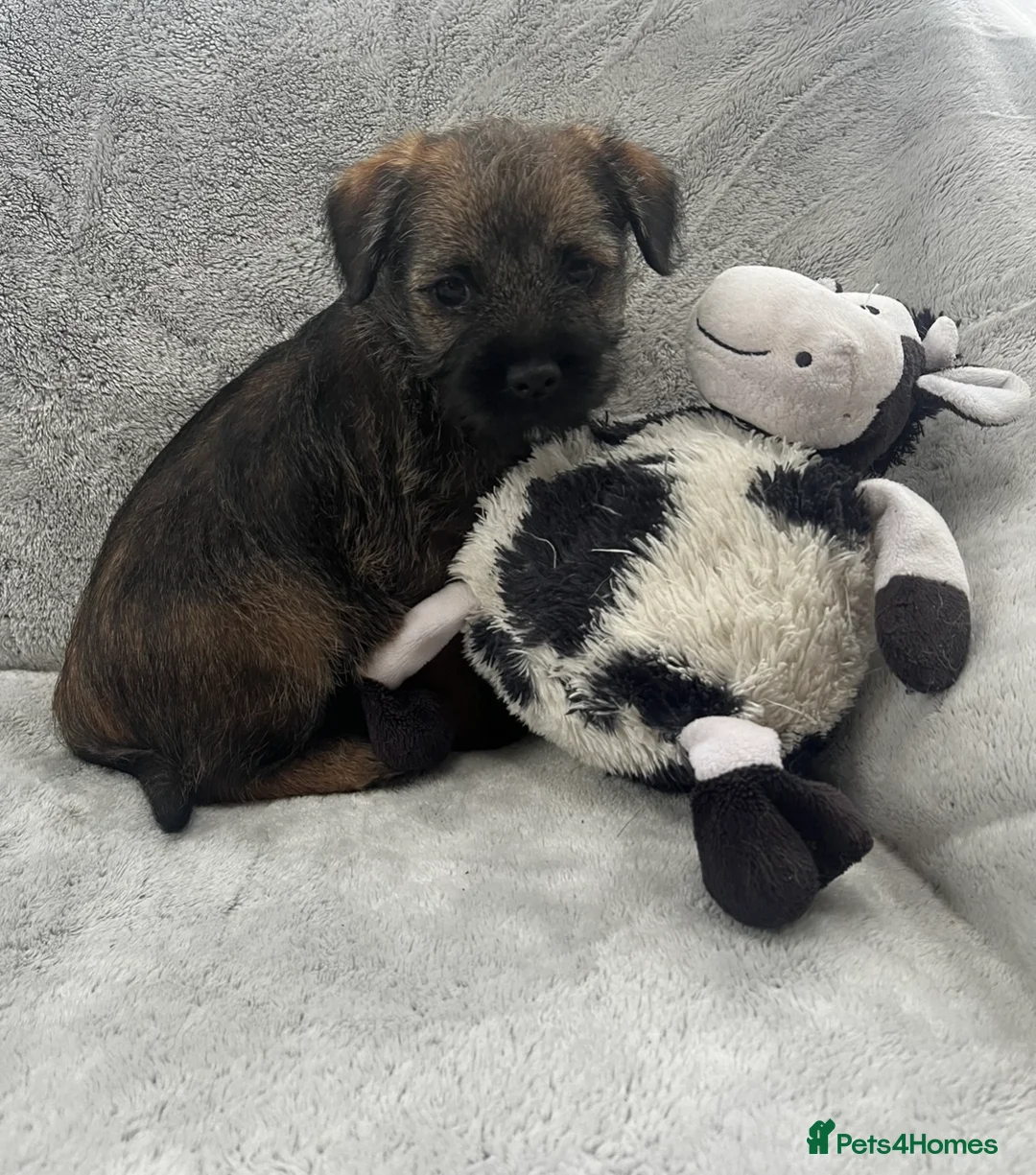Border Terrier dogs for sale: PEDIGREE BORDER TERRIER PUPPIES - Advert 4