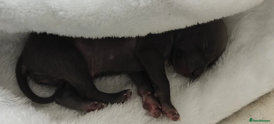 Italian Greyhound dogs for sale: KC Registered - European Lineage - Health Tested  - Advert 4