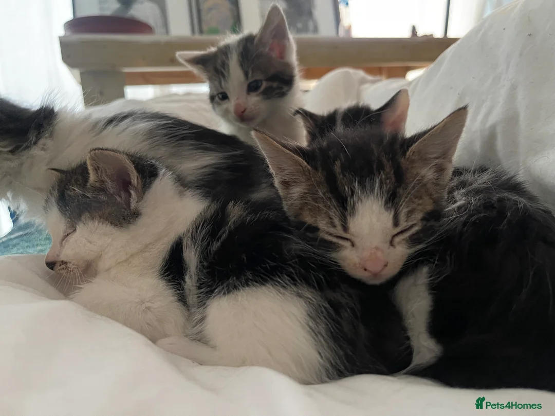 Mixed Breed cats for sale: lovely kittens  in London - Advert 4