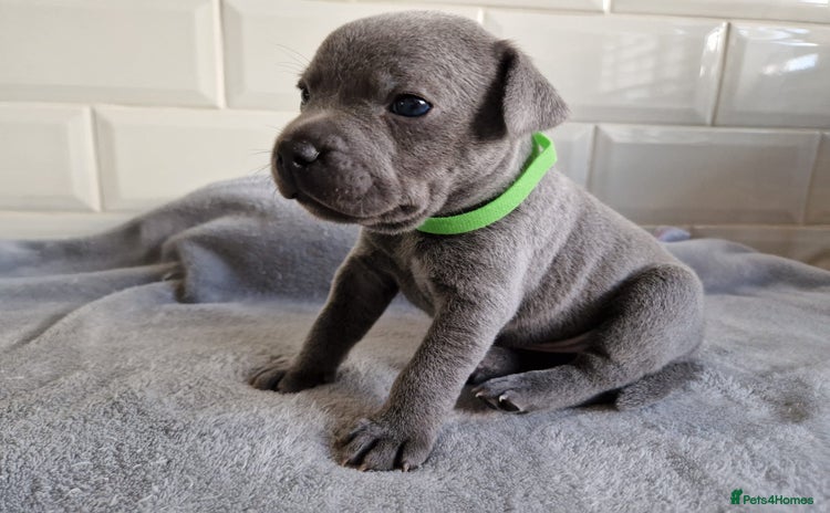 Staffordshire Bull Terrier dogs - Advert 14