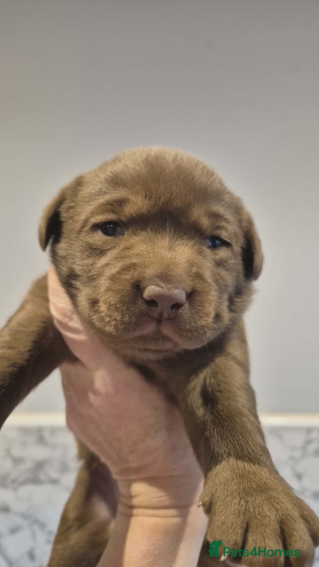 Labrador Retriever dogs for sale: 🤎 Chocolate Labrador Boys Ready Soon. - Advert 5