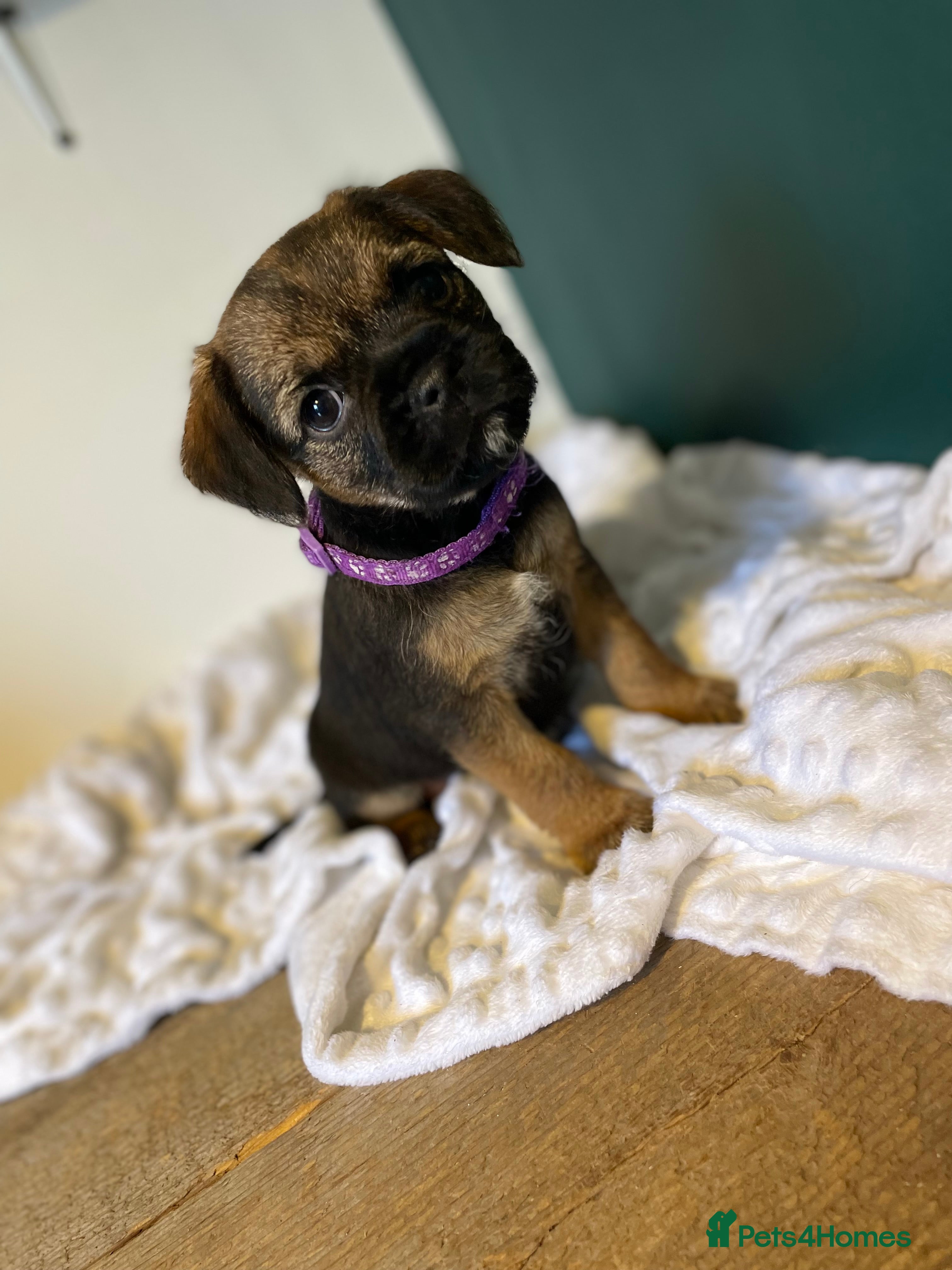 Border Terrier dogs 5 star BORDER TERRIERS PUP KC REG/SLEM CLEAR - Advert 3
