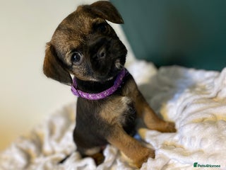 Border Terrier dogs 5 star BORDER TERRIERS PUP KC REG/SLEM CLEAR - Advert 3