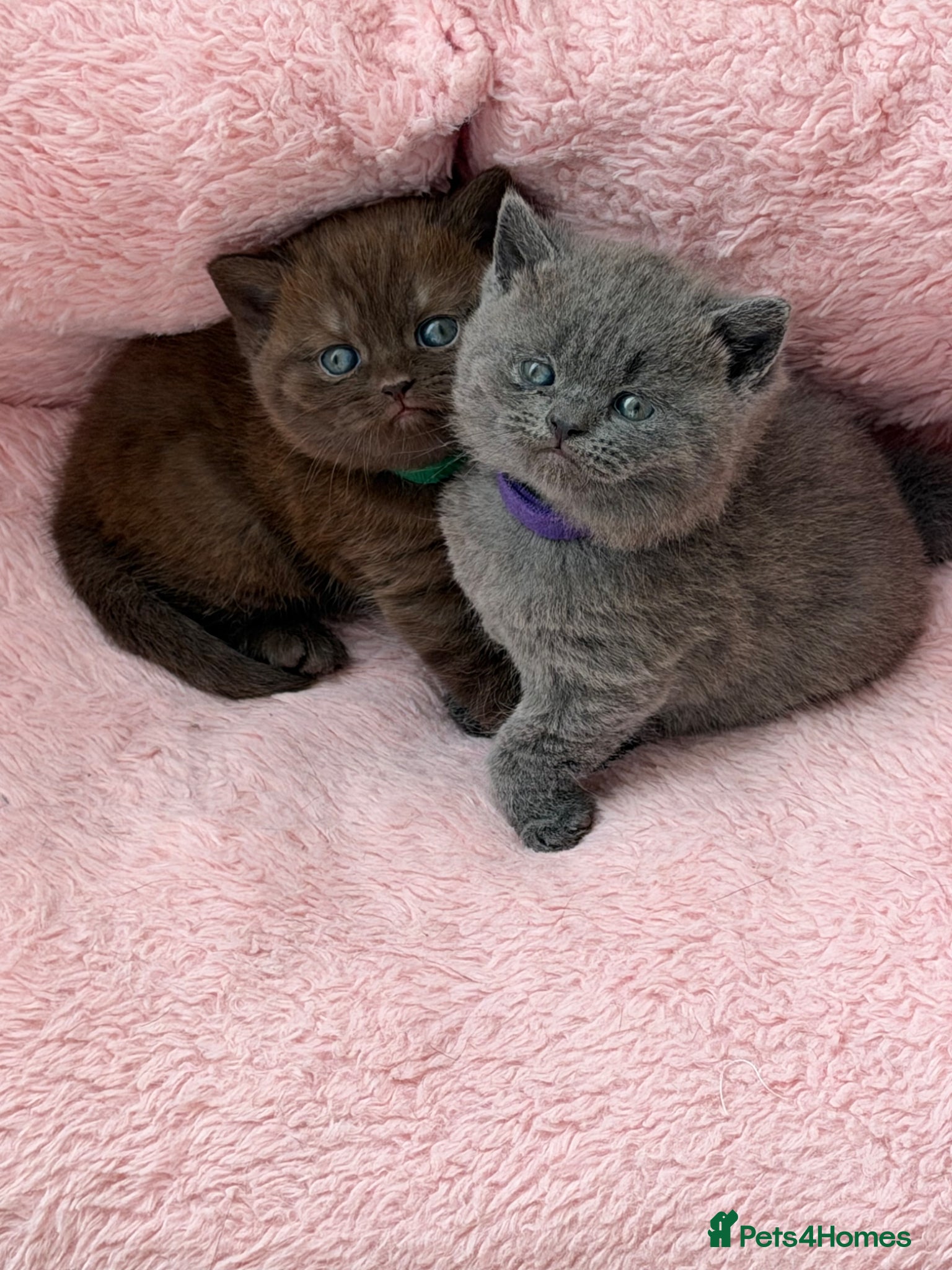 British Shorthair cats Beautiful British Shorthair - Advert 15