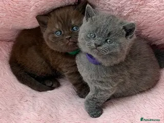 British Shorthair cats Beautiful British Shorthair - Advert 16