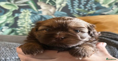 Mixed Breed dogs - Advert 2