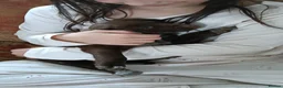 Pointer dogs for sale: HPR Puppies - Friendly ready Soon - Advert 11