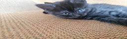 Domestic Shorthair cats for sale: 3 adorable kittens for sale  - Advert 21