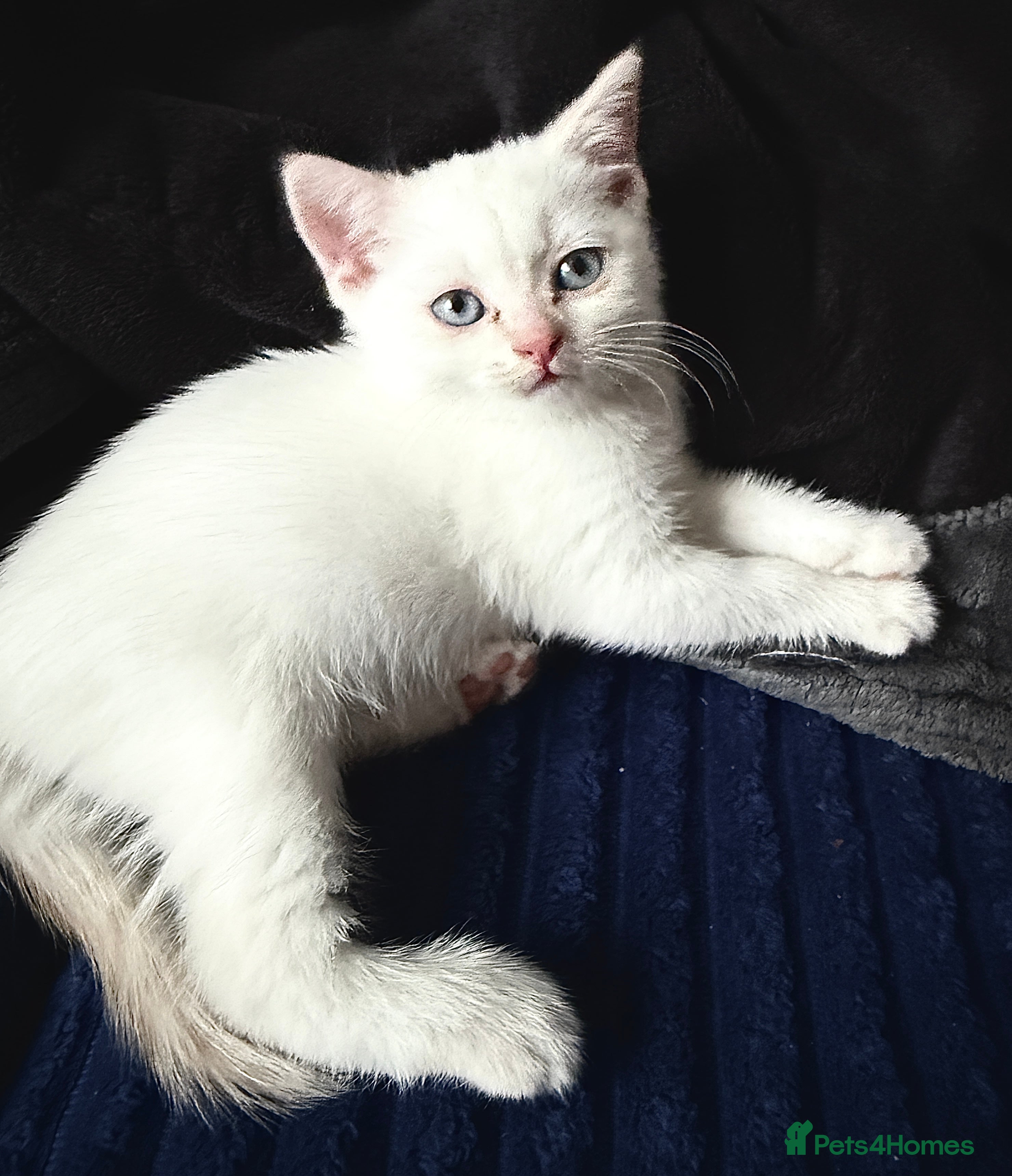 Scottish Fold cats 🩷Scottish fold straight ear girl ready for home🩷 - Advert 2