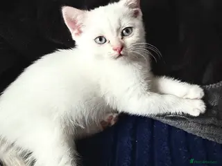 Scottish Fold cats 🩷Scottish fold straight ear girl ready for home🩷 - Advert 2