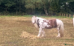 Irish Cob horses for sale: Beautiful Fella - Image 5