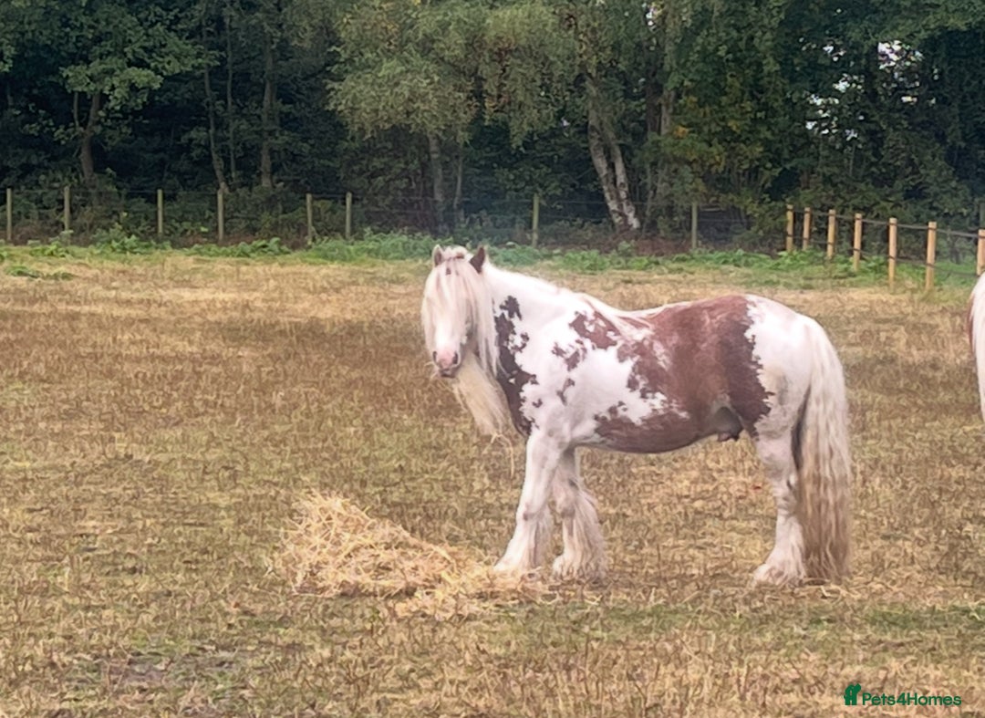 Irish Cob horses for sale: Beautiful Fella - Image 5
