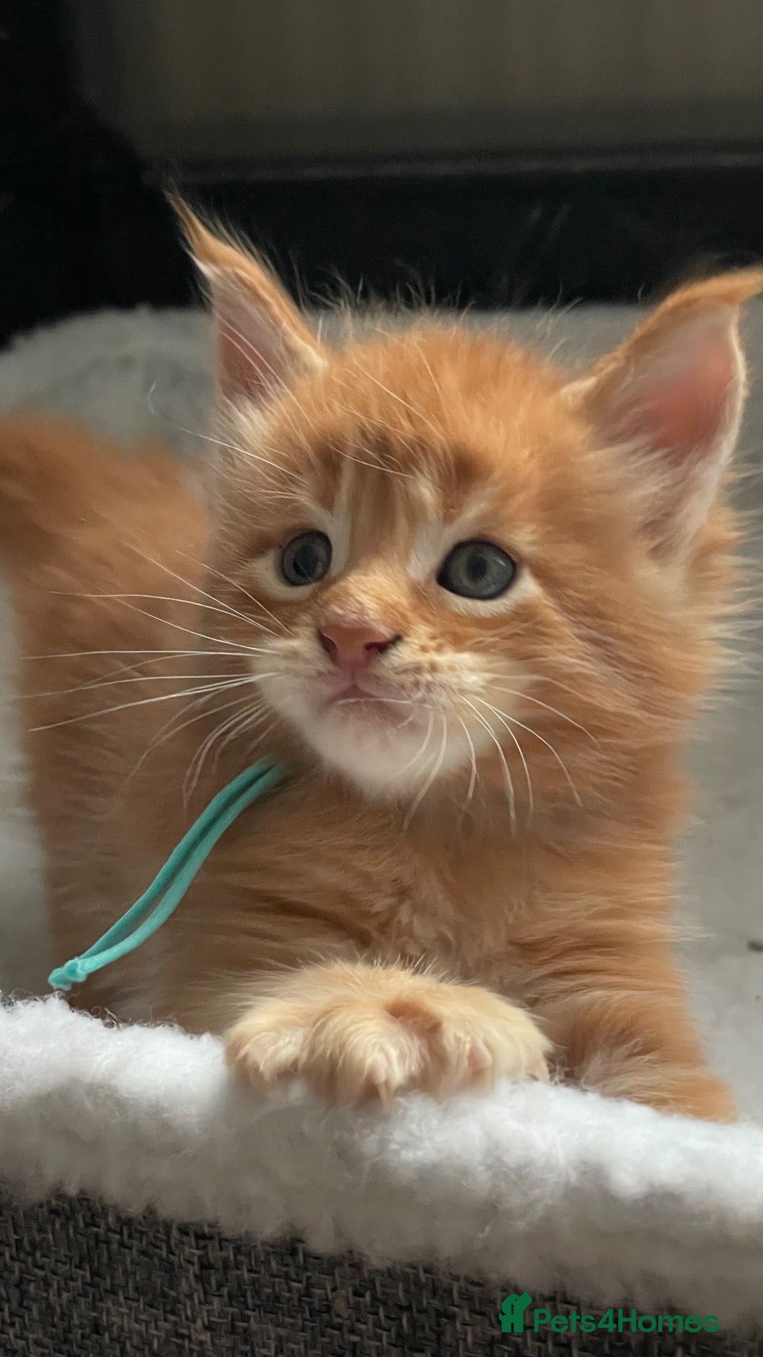 Maine Coon cats Beautiful Maine Coon Kittens – Raised with Love ❤️ - Advert 1