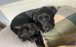 Labrador Retriever dogs for stud: KC registered Labrador in Bishop Auckland - Image 2