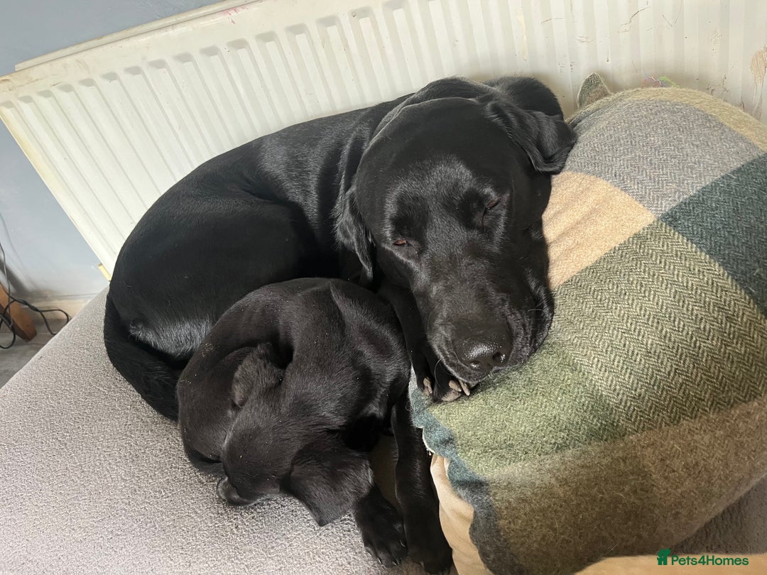 Labrador Retriever dogs for stud: KC registered Labrador in Bishop Auckland - Image 2