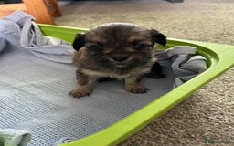 Chipoo dogs for sale: F1b Chipoo puppies - Image 6