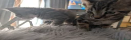 British Shorthair cats for sale: British short hair Savannah X  - Advert 5