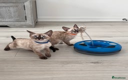 Bengal cats for sale: Stunning full pedigree bengal kittens  - Image 10