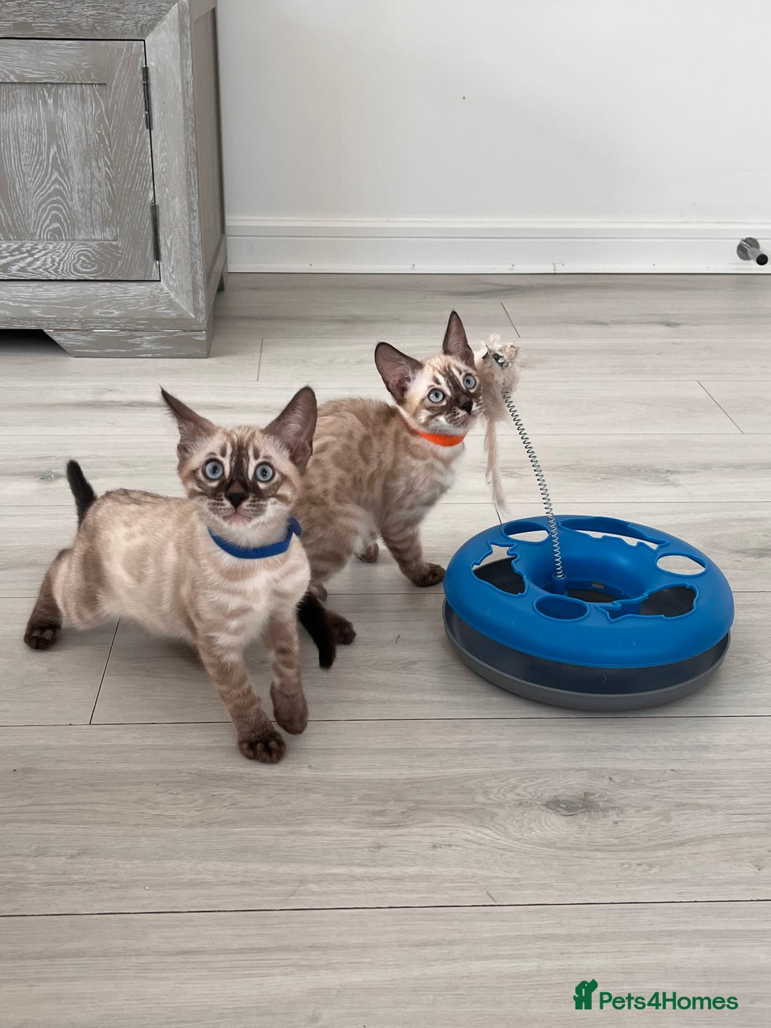 Bengal cats for sale: Stunning full pedigree bengal kittens  - Image 10
