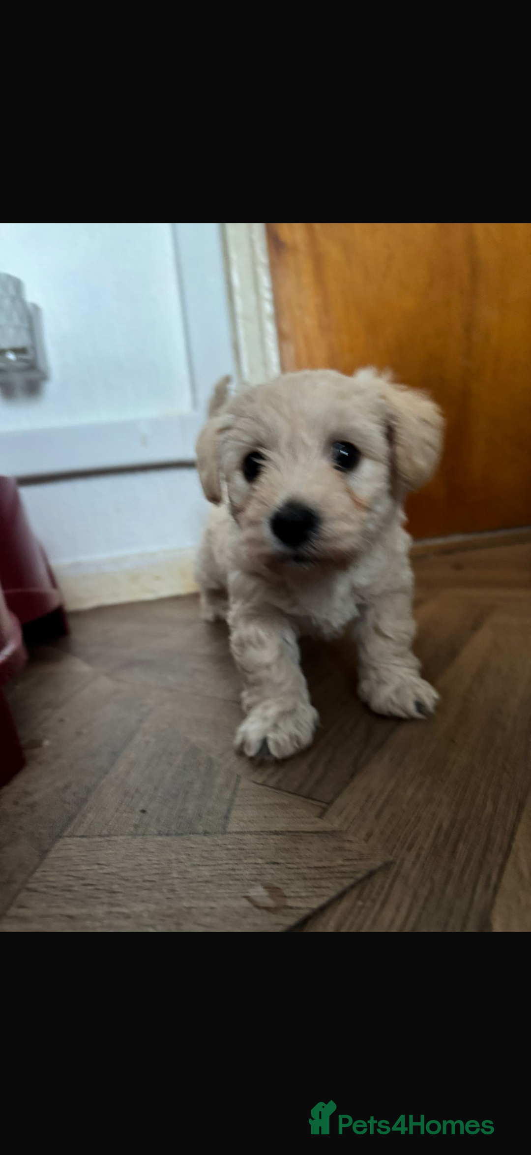 Mixed Breed dogs for sale: Adorable westiepoo’s - Advert 3