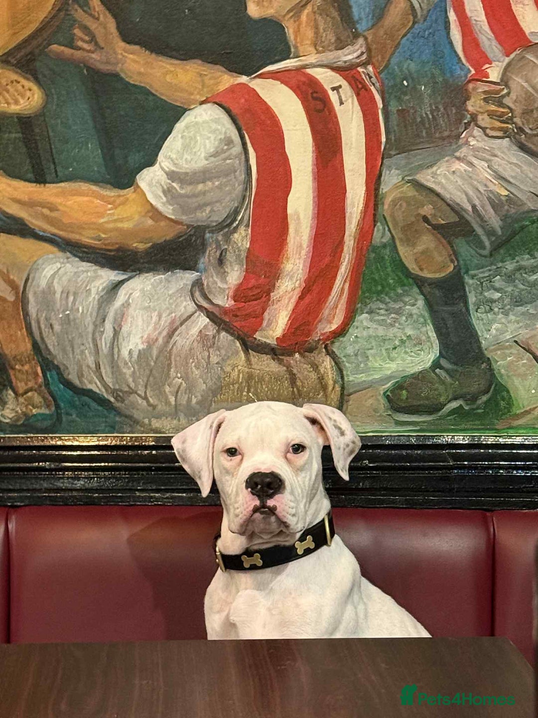 American Bulldog dogs for sale: Male American Bulldog  - Image 2