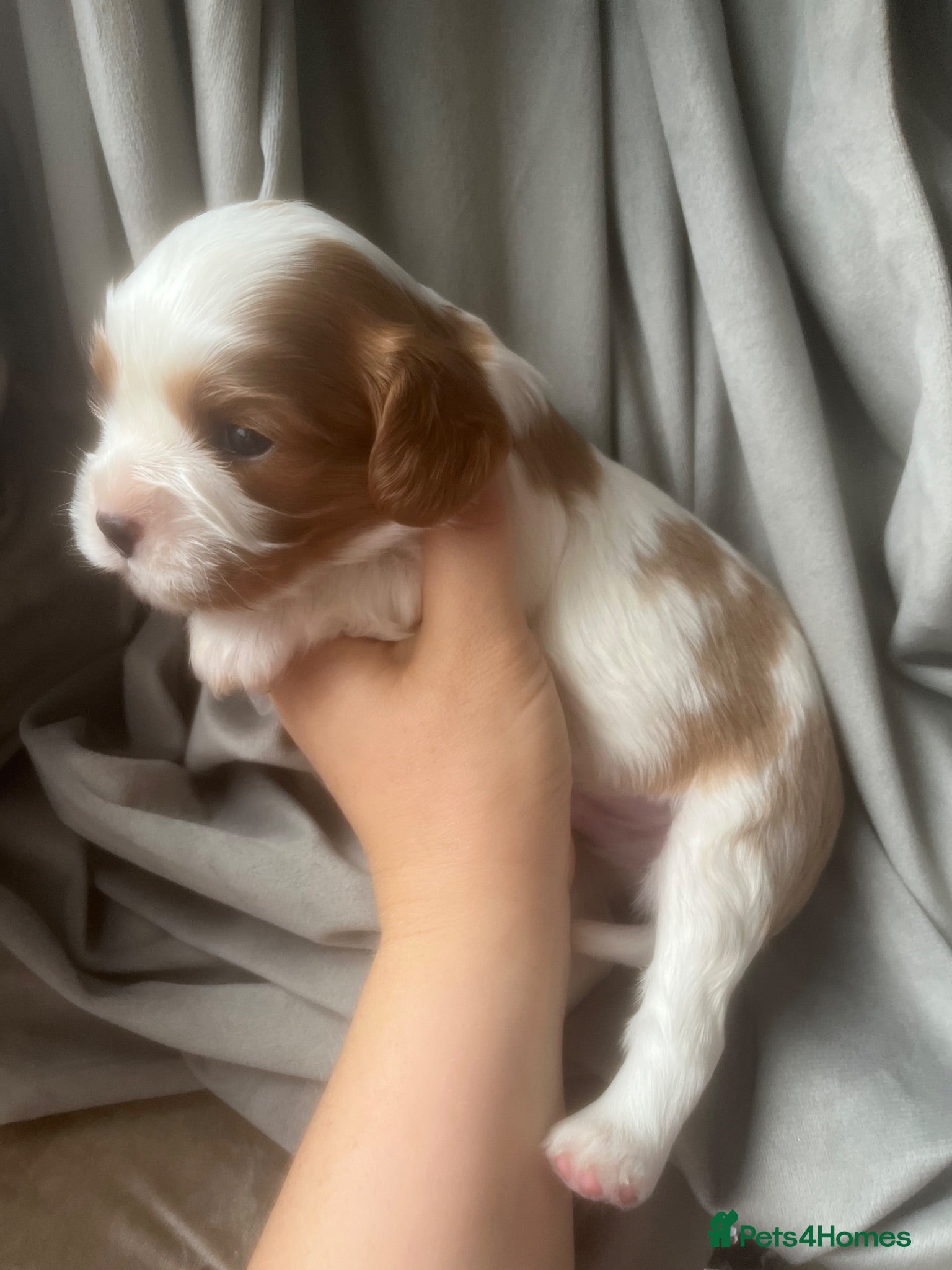 Cavalier King Charles Spaniel dogs Kc reg/ health tested Cavalier King Charles  - Advert 1