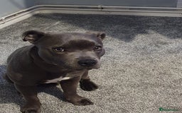 Staffordshire Bull Terrier dogs for sale: Tyrion  - Image 4