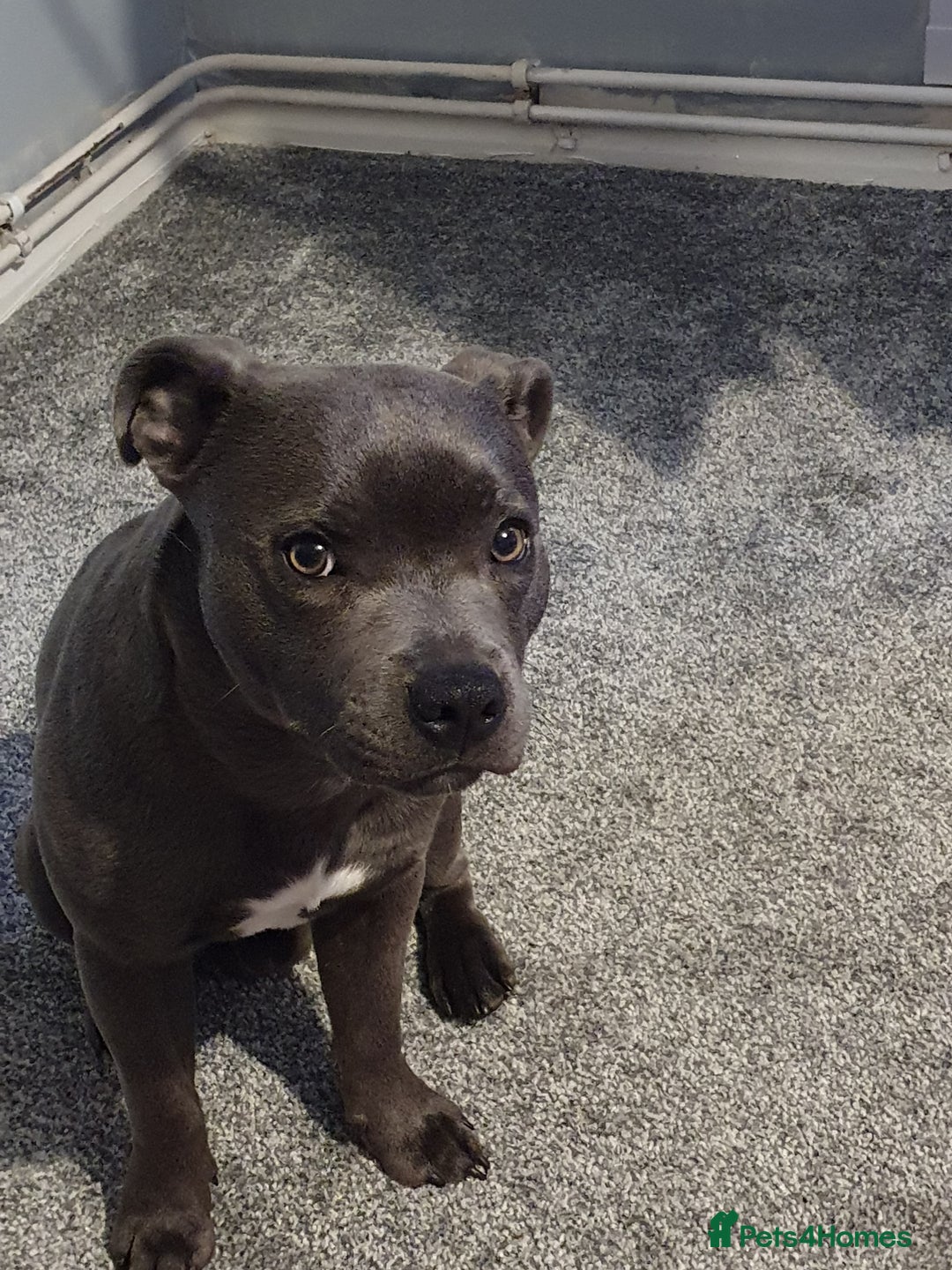 Staffordshire Bull Terrier dogs for sale: Tyrion  - Image 4