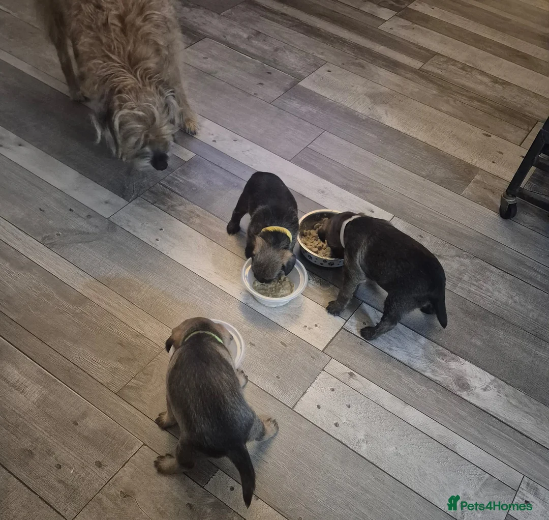 Border Terrier dogs for sale: Gorgeous Border Terrier puppies - Advert 5