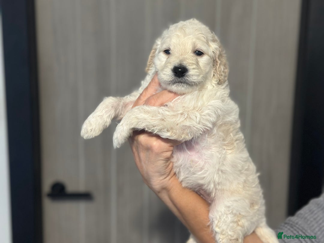 Goldendoodle dogs for sale: F1B STANDARD GOLDENDOODLE - Advert 16